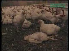 Żyj szybko, umieraj młodo. ...