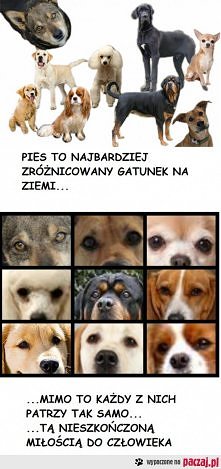 przyjaciel człowieka