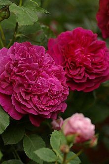 William Shakespeare 2000