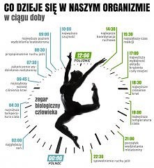 Co się dzieje z naszym organizmem w czasie doby ?
