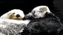 Otters Holding Hands before...