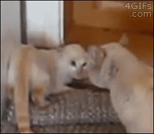 gif - kung fu panda :)