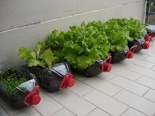 diy, mini garden, balcony, ...