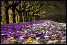 Szczecin - jasne błonia.