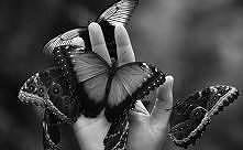 Kocham motyle < 3