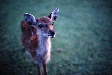 Sarny są spoko :***