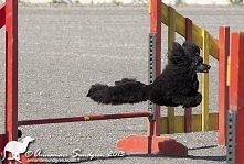 OEmGie latający pies :O hhehe :D beeeka xd