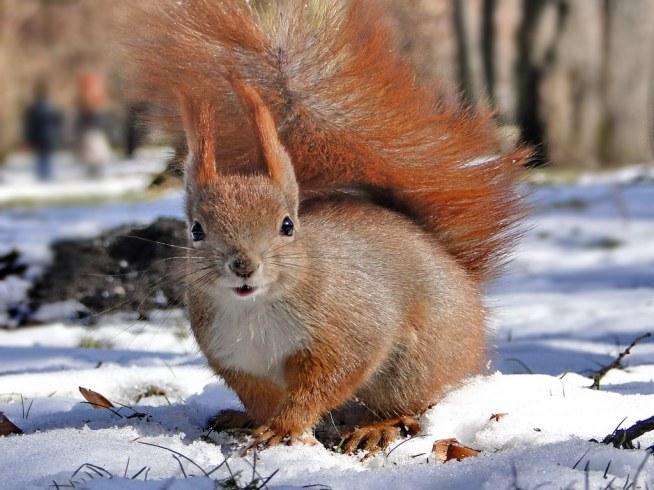 Cute squirrel !