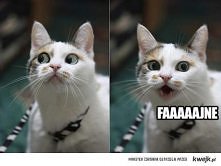 mina pierwszego kociaka bez...