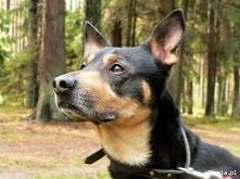 Baster. Ekstra pies! :)	 « Szczegóły na Zoomia.pl