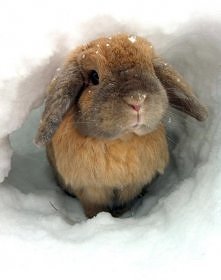 Snow bunny