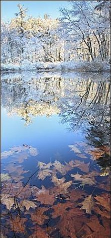 Opadłe jesienne liście na tafli wody oraz w oddali las zimowy *.*