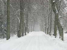 droga zimą w lesie