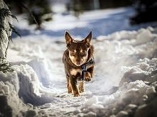 Wedelka, czyli słodka czekoladka :) «	Szczegóły na Zoomia.pl