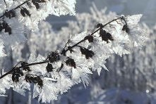 rzezbione przez zime