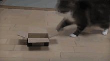 Gif - kot i za małe pudełko