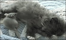 Gif - jak mysz z kotem