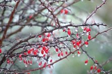 owoce na zimno :D hehe