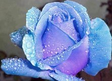 naturze pomogli biolodzy :)