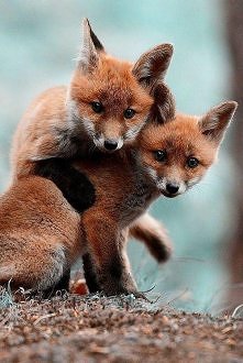 What does the fox say ?