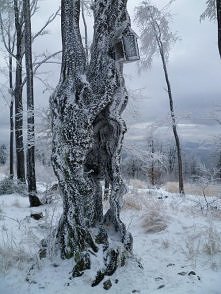 Kto fajnie napisał--Po drodze zmrożone na szklankę krzewy i drzewa zastygłe w swych pozach niczym dotknięte różdżką przez Królową Śniegu. Brak tylko Kaja i Gerdy: