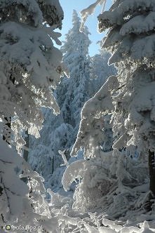 Zimowy świat bajkowy:)