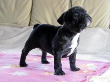 Buldogi francuskie <3 !