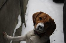 Moja Kochana Missy :) 
Zima