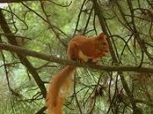 wiewiór, taki polski ;)