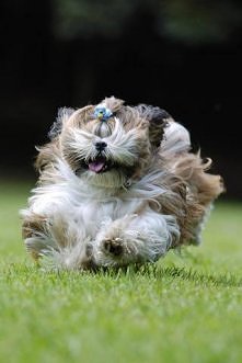 szalony shih tzu