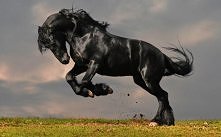 Black Horse