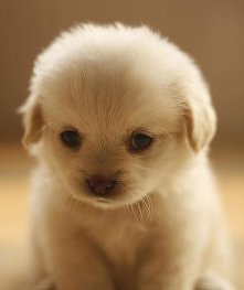 cute