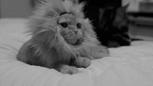 lion :P