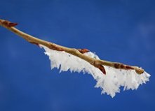 "Chłodny i rozkoszny, migocący cień gałęzi. Czasami myślę, że właśnie po to żyję, dla takich pięknych, wspaniałych chwil."
Daphne Kalotay