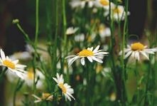 Zioła w pielęgnacji