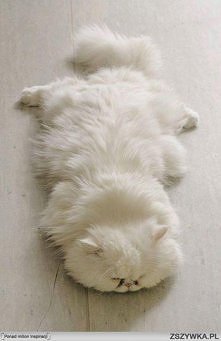 Czasem też tak padam ma twa...