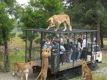 Najpopularniejsze safari zoo w Australii i Oceanii. Tamtejszy park oferuje turystom przejazd w klatce. W środku (oprócz turystów) znajduje się pracownik zoo, który zwabia i doka...
