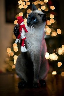 ty czemu nie na zewnatrz ?