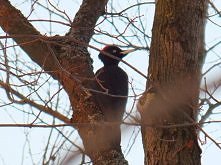 Dzięcioł czarny