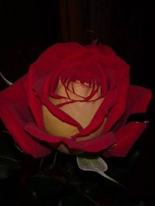 Najpiękniejsza róża jaka kiedykolwiek dostałam.