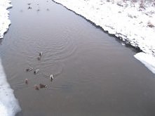 Rzeka i Dzikie Kaczki ...