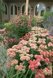 Rozchodniki i jeżówki - kompozycja doskonała.