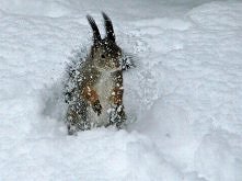 świetne ujęcie, słodka jest ; )) a moze on?