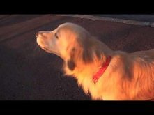 Pies naśladuje syrenę karetki pogotowia. :D