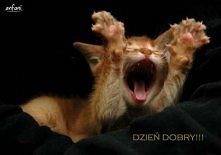 Mały słodziak na dzień dobr...