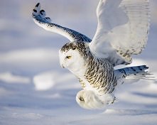 sowa, soweńka, sowusia