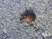 Robal!!! Ale śliczny :)