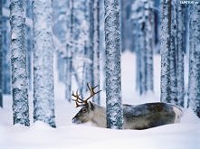 jeszcze trochę i tylko rogi będzie widać