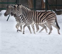 w grupie rażniej , idżmy łeb w łeb