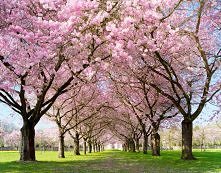 Dni Kwitnącej Wiśni, Japonia
W kwietniu lub maju, w zależności od pogody, na kilka dni cała Japonia rozkwita na bladoróżowo. Nawet wielkie i nowoczesne miasta, takie jak Tokio c...